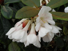 Rhododendron konori