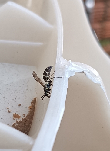 Yellow-banded Polybia Wasp