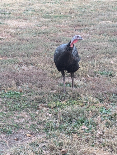 Wild Turkey