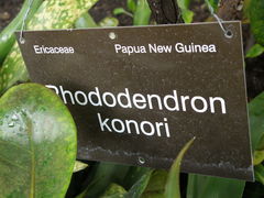 Rhododendron konori