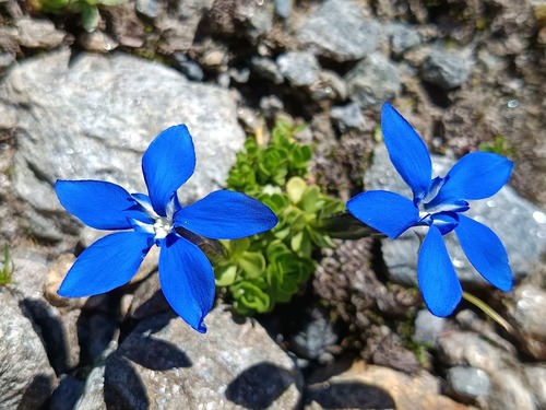 Bavarian gentian (Gentiana bavarica)