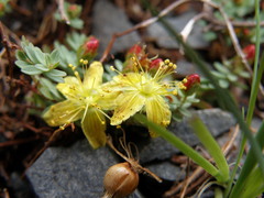 Hypericum kelleri