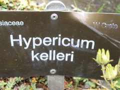 Hypericum kelleri
