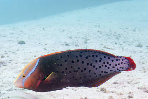 Coris formosa