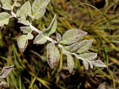 Psephellus declinatus