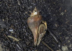 Volegalea cochlidium