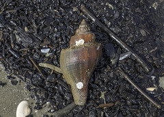 Volegalea cochlidium