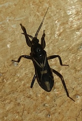 Rasahus sulcicollis