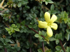 Chrysojasminum parkeri