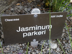 Chrysojasminum parkeri