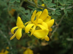 Genista canariensis