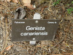 Genista canariensis