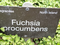 Fuchsia procumbens