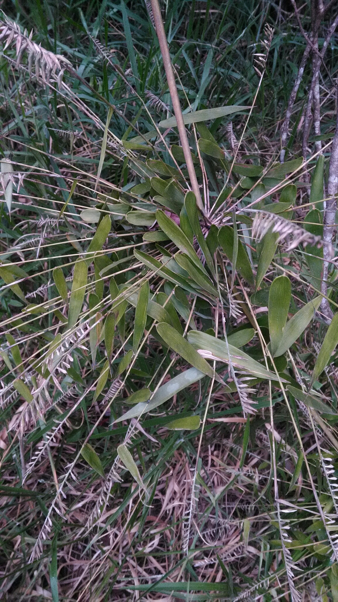 Merostachys magellanica