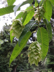 Carpinus japonica