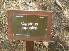 Carpinus japonica