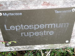Leptospermum rupestre