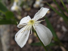 Clematis gentianoides