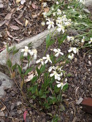 Clematis gentianoides
