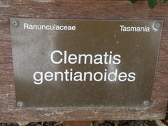 Clematis gentianoides