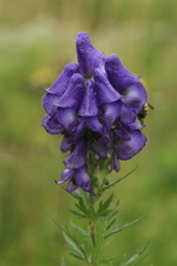 Aconitum sachalinense
