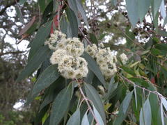 Eucalyptus tenuiramis