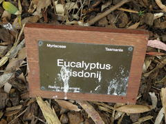 Eucalyptus tenuiramis
