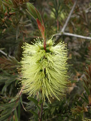 Melaleuca virens