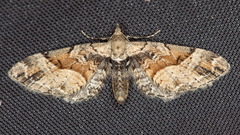 Eupithecia sinuosaria