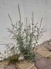 Reseda muricata