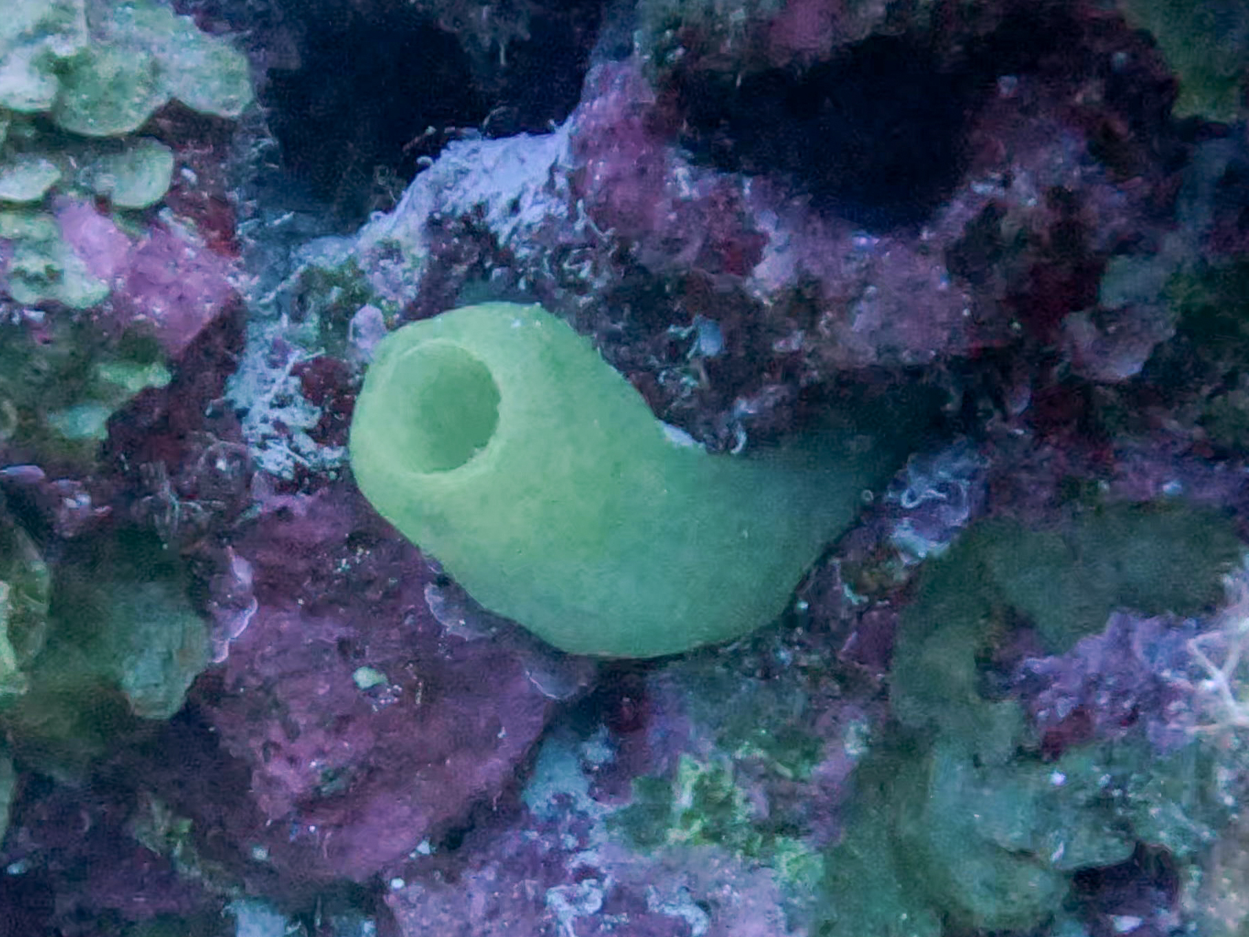 Phallusia fragilis Bonnet & Rocha, 2011