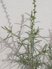 Reseda muricata