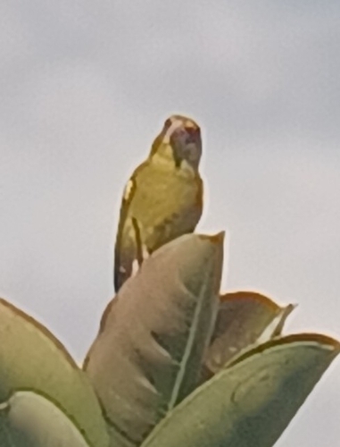 Avistamiento Chloris chloris