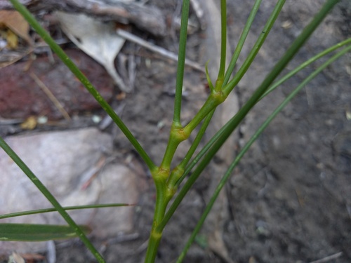 native broom (Viminaria juncea)