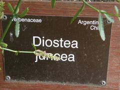 Diostea juncea