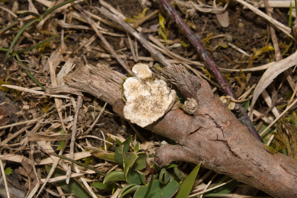 Trametes hirsuta · April 2026 · photo: © bobo-x (iNaturalist, cc-by)
