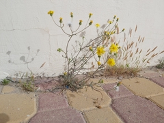 Senecio glaucus