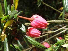 Crinodendron hookerianum