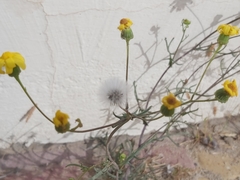 Senecio glaucus