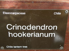 Crinodendron hookerianum