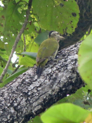Picus xanthopygaeus