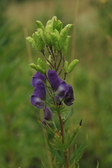 Aconitum sachalinense