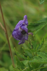 Aconitum sachalinense