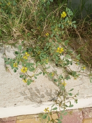 Trigonella glabra