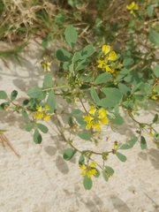 Trigonella glabra