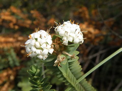 Pimelea traversii