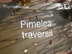Pimelea traversii