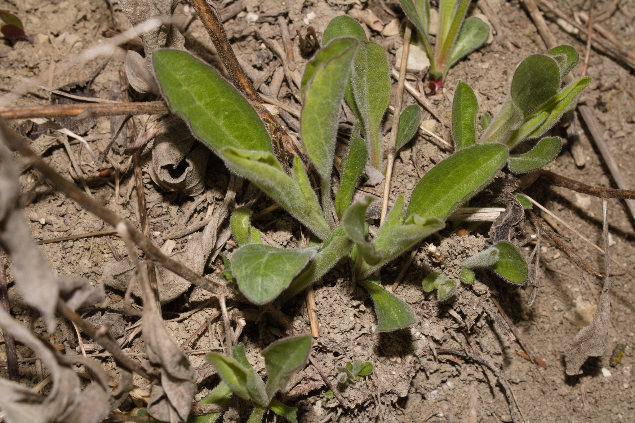 Beispielbild: Berg-Aster (Aster amellus)