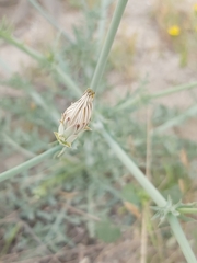 Launaea mucronata