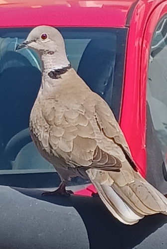 Avistamiento Streptopelia decaocto